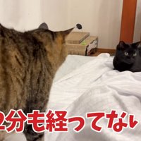 座っている黒猫に怒っているキジトラの背中