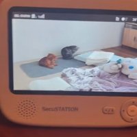 ベビーモニターに映る猫