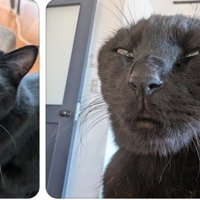 2枚の猫の写真