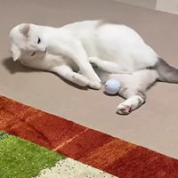 ゴルフボールを捕まえた猫