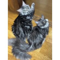 室内にいる猫