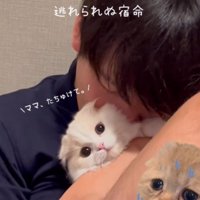 男性に顔を埋められて遠くを見つめる猫