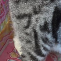 「ブー」の模様