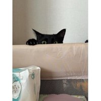 猫とベビーベッド