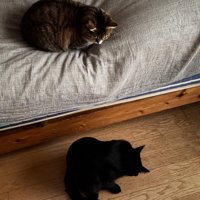 ベッドの上と床にいる猫