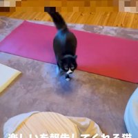 ヨガマットの上で遊んでいる猫