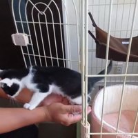 飛び乗るごましおくん