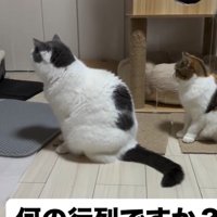 「何の行列…」と書かれた写真