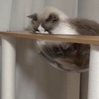 下を見つめる猫（アップ）