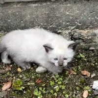 保護当時の猫