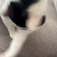 猫パンチをする猫