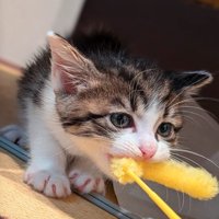 ねこじゃらしを咥える子猫