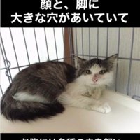 横になっている猫