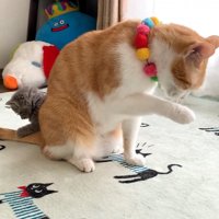成猫の後ろにいる子猫