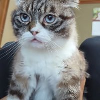 鳴く猫