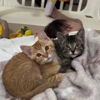 赤ちゃんと2匹の子猫