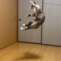 ダイナミックにジャンプする猫