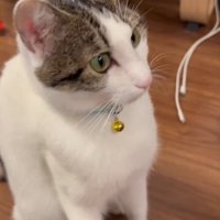 適当におかわりする猫