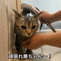 シャワーで洗われる猫