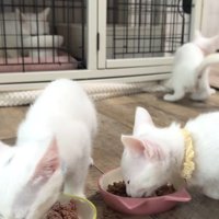 1人行動する猫