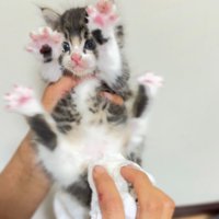 手足を広げている子猫