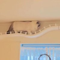 キャットウォークを歩いている猫