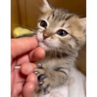 ダンボールに入っている子猫