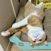 カメラ目線の猫