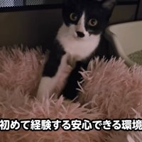 猫ベッドにいる子猫