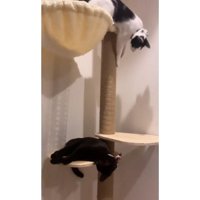 キャットタワーにいる猫
