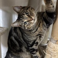 凝視する猫