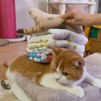 畳んだタオルを猫の背中に乗せる飼い主