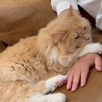 手に乗る猫