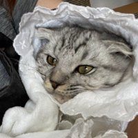 人間の赤ちゃんみたいな猫