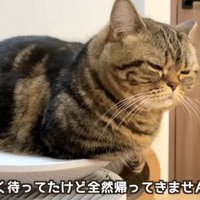 ドアの前で待っている猫