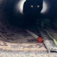 カーペットのトンネルを駆け抜けるブリティッシュショートヘア