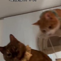 猫パンチ後の2匹の猫