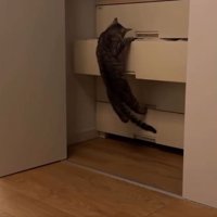 猫とタンス