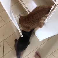 階段下で再度じゃれる