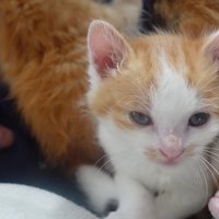 人間に抱っこされて落ち着いた表情をする子猫