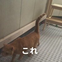 テラスの猫