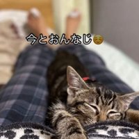お腹の上で伸びる子猫