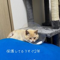 カラーをつけた猫