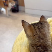奥の犬を見ている子猫