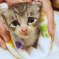 こちらを見つめる姿