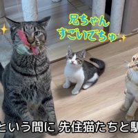 テロップ「あっという間に～」