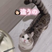 缶を見る猫3