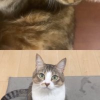 猫同士のビデオ通話の様子（キジトラとキジ白）