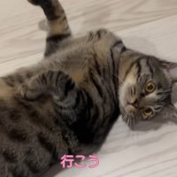 ろうかに転がって寝ている猫