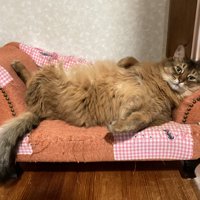 ソファでくつろぐ猫